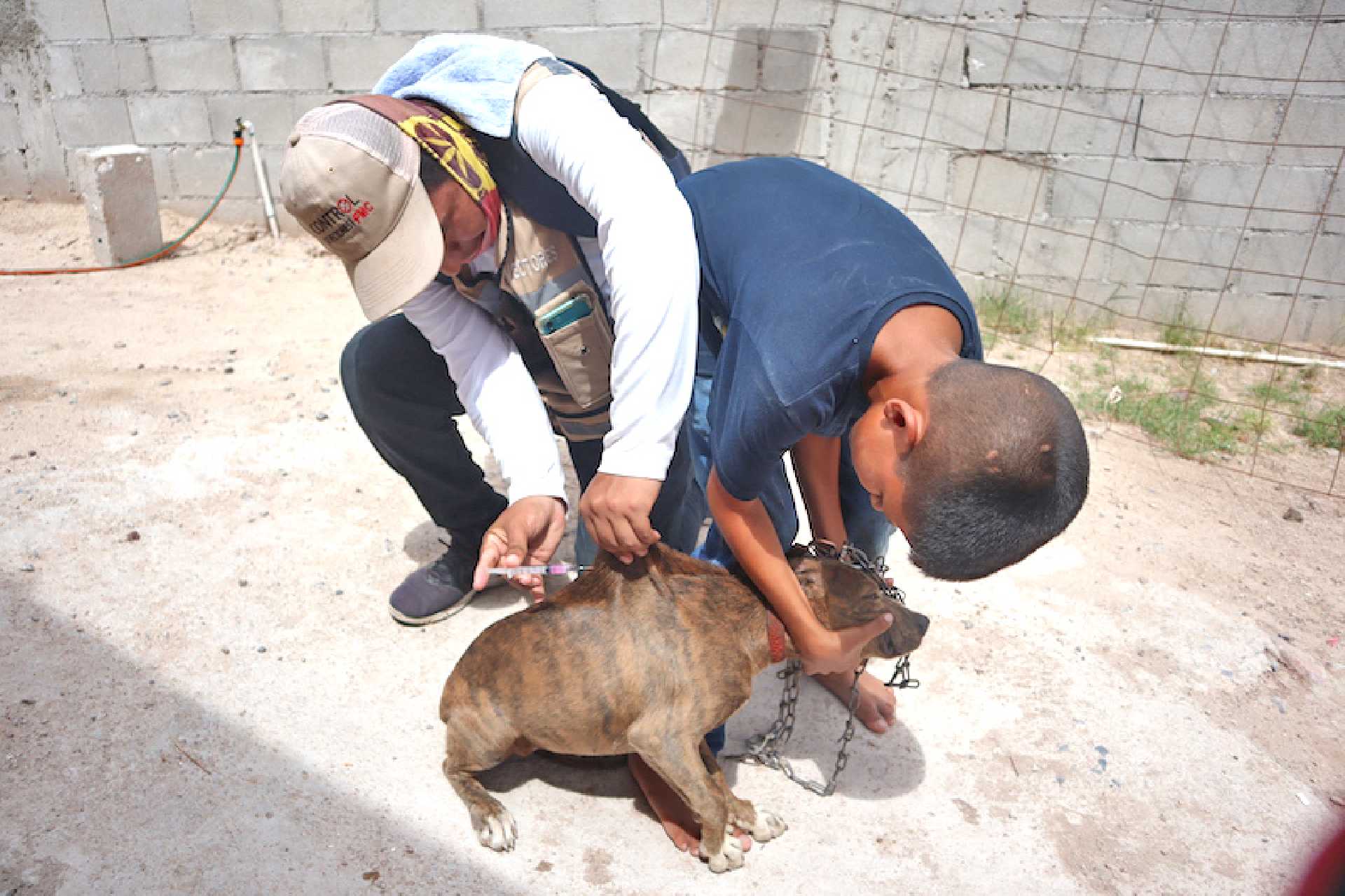 EMPRENDERÁ SECRETARÍA DE SALUD CAMPAÑA DE VACUNACIÓN ANTIRRÁBICA CANINA Y FELINA