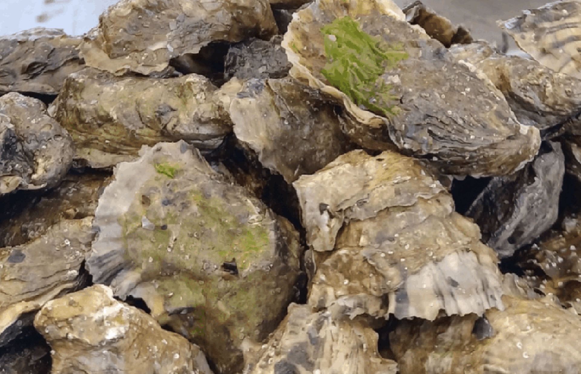 PRECAUTORIAMENTE CIERRA COEPRIS LA EXTRACCIÓN DE MOLUSCOS BIVALVOS EN PUERTO ADOLFO LÓPEZ MATEOS